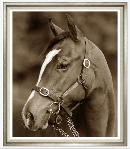 TGTAJ775-624L PRINT TEMPLETON HORSE WHITE FRAME