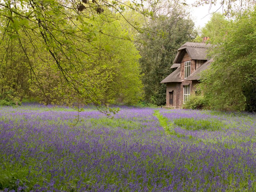 From Kew's Facebook: "London's oldest and finest bluebell woods can be found in the Conservation Area, in the grounds around Queen Charlotte's Cottage, at Kew."